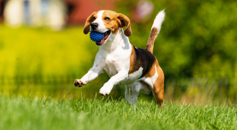 Top Reasons to Invest in Pet Waste Removal