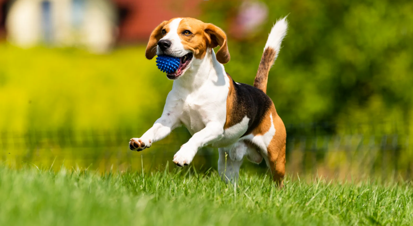 Top Reasons to Invest in Pet Waste Removal