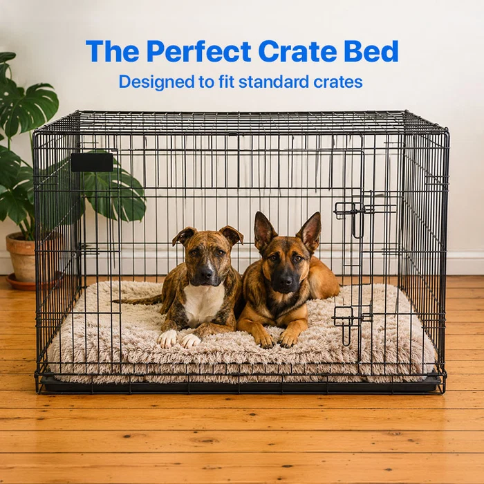 How Better Pet Sleep Supports Comfort, Mobility, and Daily Wellness